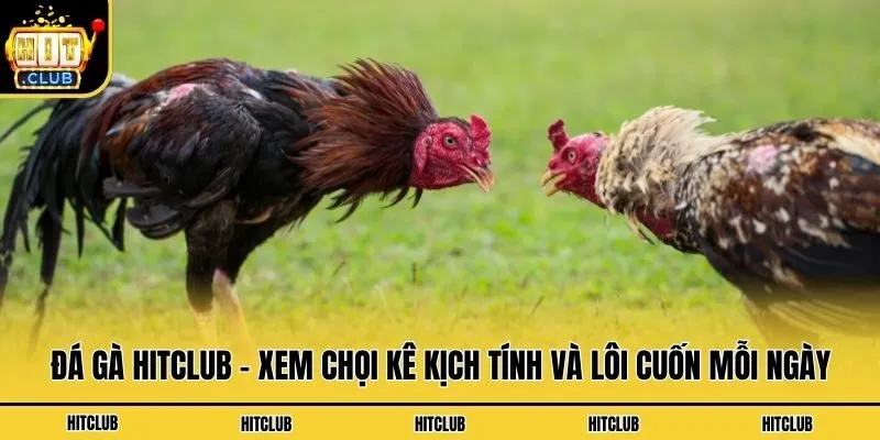 Đá Gà Hitclub - Xem Chọi Kê Kịch Tính Và Lôi Cuốn Mỗi Ngày Đá gà Hitclub - Trang xem chọi kê uy tín, chất lượng