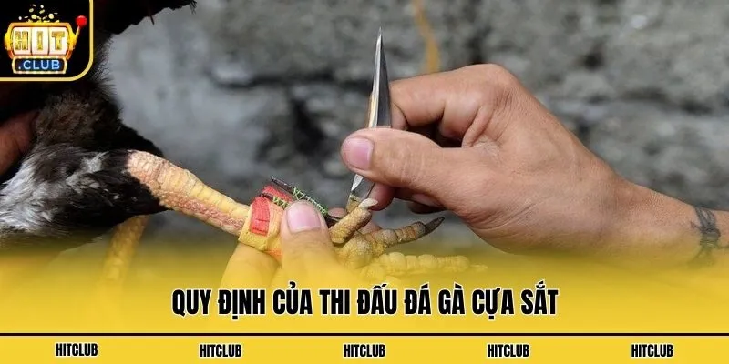 Đá Gà Cựa Sắt - Hình Thức Cá Cược Hấp Dẫn Nhất Hiện Nay Quy định của thi đấu đá gà cựa sắt