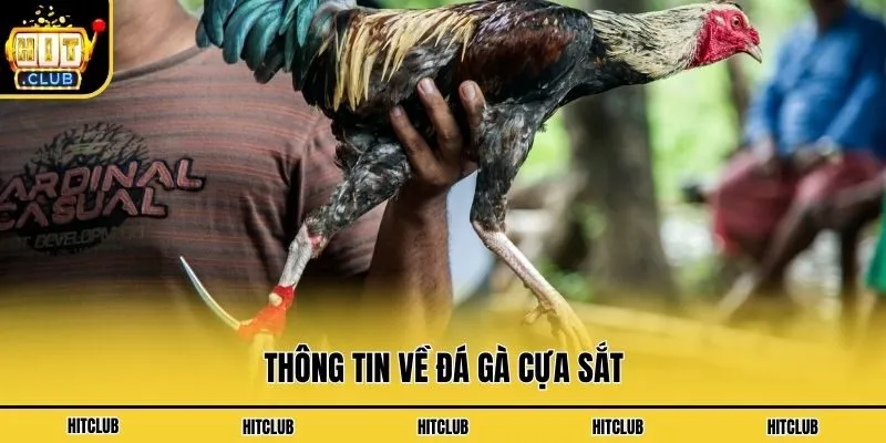 Đá Gà Cựa Sắt - Hình Thức Cá Cược Hấp Dẫn Nhất Hiện Nay Thông tin về đá gà cựa sắt