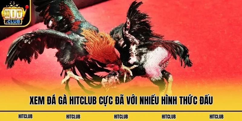 Đá Gà Hitclub - Xem Chọi Kê Kịch Tính Và Lôi Cuốn Mỗi Ngày Xem đá gà Hitclub cực đã với nhiều hình thức đấu