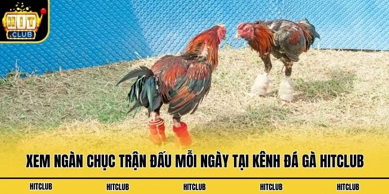 Đá Gà Hitclub - Xem Chọi Kê Kịch Tính Và Lôi Cuốn Mỗi Ngày Xem ngàn chục trận đấu mỗi ngày tại kênh đá gà Hitclub